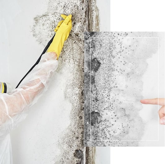 Mold Removal 101